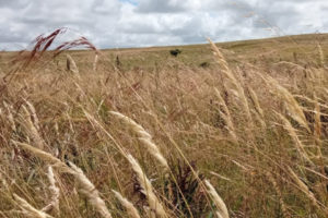 Lee más sobre el artículo Uruguay asumirá liderazgo global en el Año Internacional de los Pastizales y los Pastores 2026