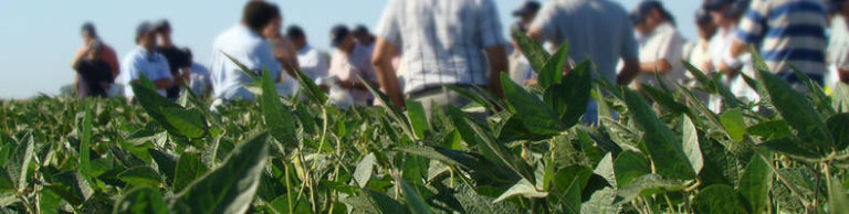 Lee más sobre el artículo La soja bajo presiónen Chicago retrocede y el foco se desplaza a la cosecha récord en Sudamérica