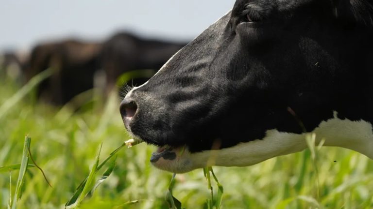 Lee más sobre el artículo El sector ganadero: los «puntos altos» en facturación y volumen