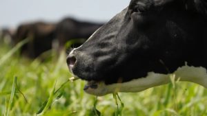 Lee más sobre el artículo Quinta suba consecutiva de los lácteos despegan en el inicio de marzo