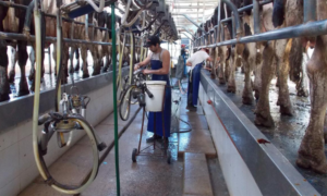 Lee más sobre el artículo Conaprole reducirá el precio al productor a partir de enero de 2026 debido a la baja internacional de lácteos