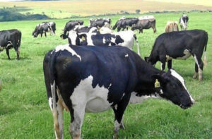 Lee más sobre el artículo Los precios de exportación impulsan una mejora del 5% en los ingresos de febrero