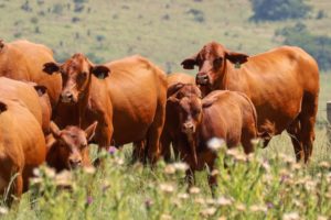 Lee más sobre el artículo Brangus en Sudáfrica: una gira de intercambio y potencial genético