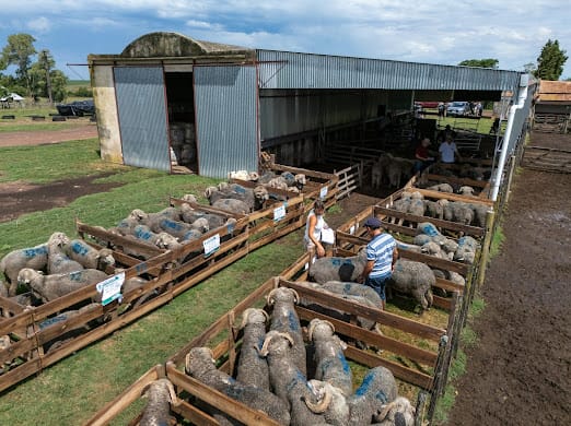 Lee más sobre el artículo Santa Catalina apuesta al Merino «doble propósito» para la zafra de carneros