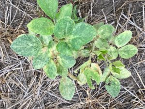 Lee más sobre el artículo Soja: desafíos y estrategias frente a la arañuela