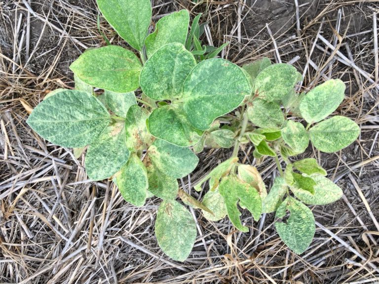 Lee más sobre el artículo Soja: desafíos y estrategias frente a la arañuela