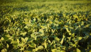 Lee más sobre el artículo Salto: el clima se alía con la producción