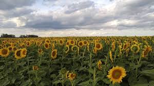 Lee más sobre el artículo Cosecha de contrastes a causa de la disparidad de los cultivos de verano