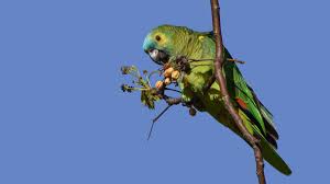 Lee más sobre el artículo El dramático video de Miguel Camelia que expone el daño de las loras en Los Cerrillos