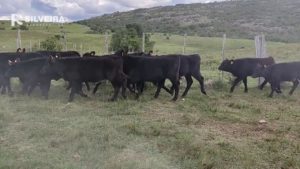 Lee más sobre el artículo El abigeato sube casi un 12% a contramano de la caída general de delitos