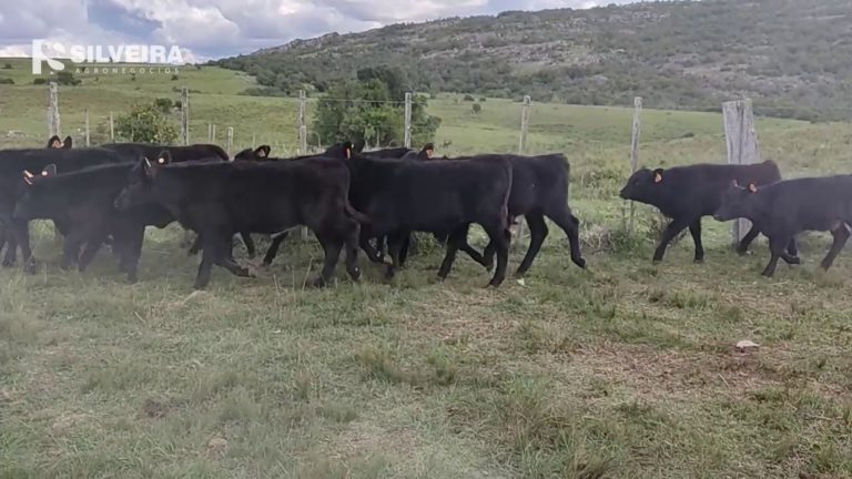 Lee más sobre el artículo Lavalleja: el sector ganadero en alerta máxima