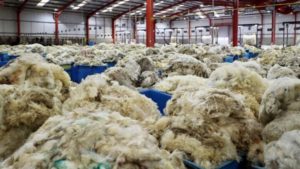 Lee más sobre el artículo Los lotes declarados con certificación de bienestar animal obtuvieron primas adicionales en el mercado lanero