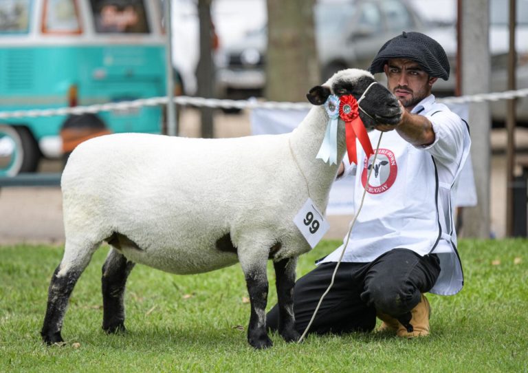 Lee más sobre el artículo Las razas carniceras lideran el impulso de la zafra