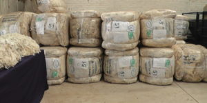 Lee más sobre el artículo El mercado lanero con ventas récord y precios máximos en Australia