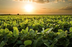 Lee más sobre el artículo La falta de lluvias y plagas configuran una «tormenta perfecta» para los cultivos