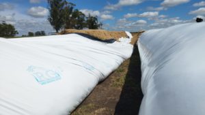 Lee más sobre el artículo Vandalismo en la lecheria con destrozos en bolsas de silos
