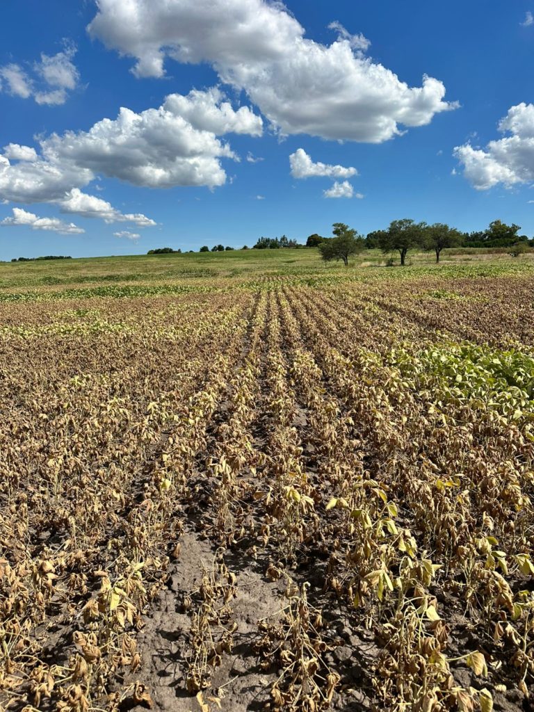 Lee más sobre el artículo MGAP amplía el paquete de ayudas por déficit hídrico: nuevos departamentos y líneas de crédito