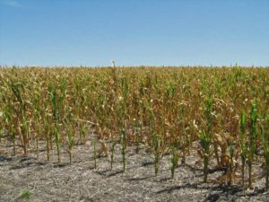Lee más sobre el artículo Declaran emergencia agropecuaria tardía para las entidades del campo
