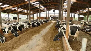 Lee más sobre el artículo Claves estratégicas para el rodeo lechero: Cómo elevar la producción con eficiencia