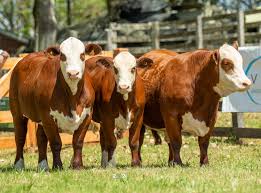 Lee más sobre el artículo El debut del concurso de novillos y la mística de producir en el corazón del campo