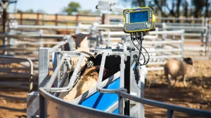 Lee más sobre el artículo Eficiencia y bienestar animal en el corazón de la ganadería