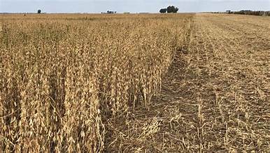 Lee más sobre el artículo Soja: las lluvias frenan el deterioro y los rindes caen a niveles críticos entre mil y 1.500 kilos por hectárea