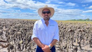 Lee más sobre el artículo El girasol recupera terreno con 25.000 hectáreas y el sector ya proyecta la exportación