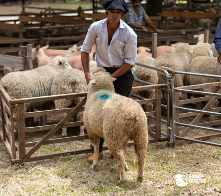 Lee más sobre el artículo Genética y buenos negocios en el Este