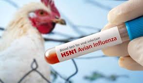 Lee más sobre el artículo El Gobierno restringe el movimiento de aves en todo el país