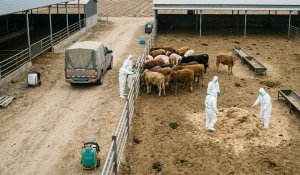 Lee más sobre el artículo Alerta en China por el ingreso del serotipo africano SAT1 de fiebre aftosa