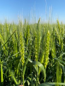 Lee más sobre el artículo ADP-Agronegocios del Plata lanza su catálogo de invierno con foco en genética y solidez técnica