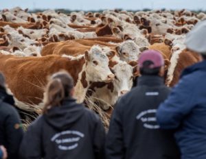 Lee más sobre el artículo La Nacional Hereford se traslada al Norte y Rivera será el epicentro de la raza en mayo
