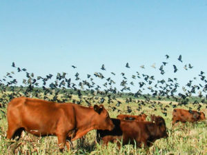 Lee más sobre el artículo El valor del campo natural como motor de identidad, economía y equidad rural