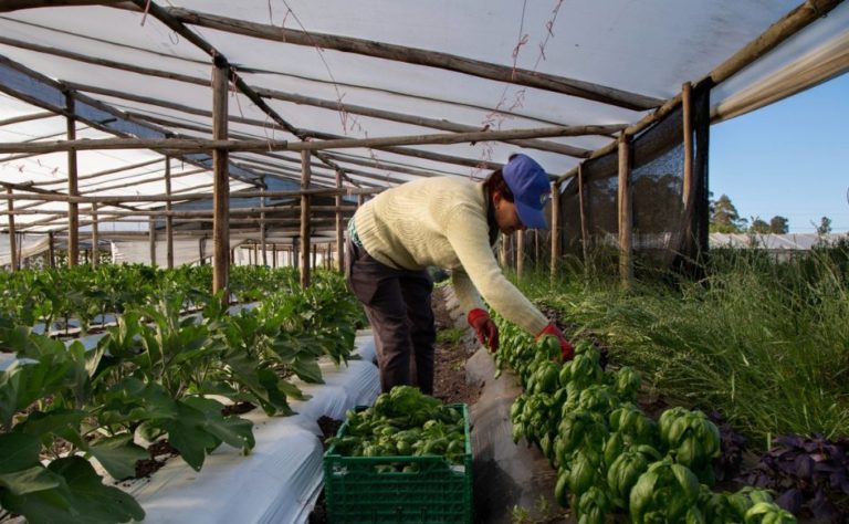 Lee más sobre el artículo Unos 1.500 productores granjeros recibirán apoyo financiero para mejorar sistemas de riego