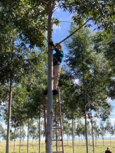 Lee más sobre el artículo El sistema de los «Tres Pisos» que revoluciona la producción sostenible