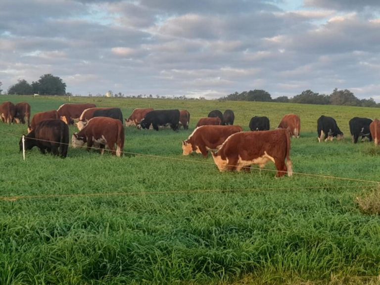 Lee más sobre el artículo Se frena la tendencia bajista y el mercado proyecta mayor firmeza