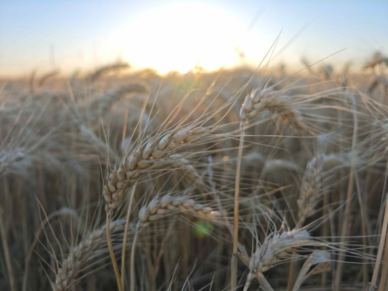Lee más sobre el artículo ADP-Agronegocios del Plata proyecta una campaña de invierno con mejores perspectivas productivas