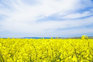 Lee más sobre el artículo Innovación y estrategia en el cultivo estrella de invierno