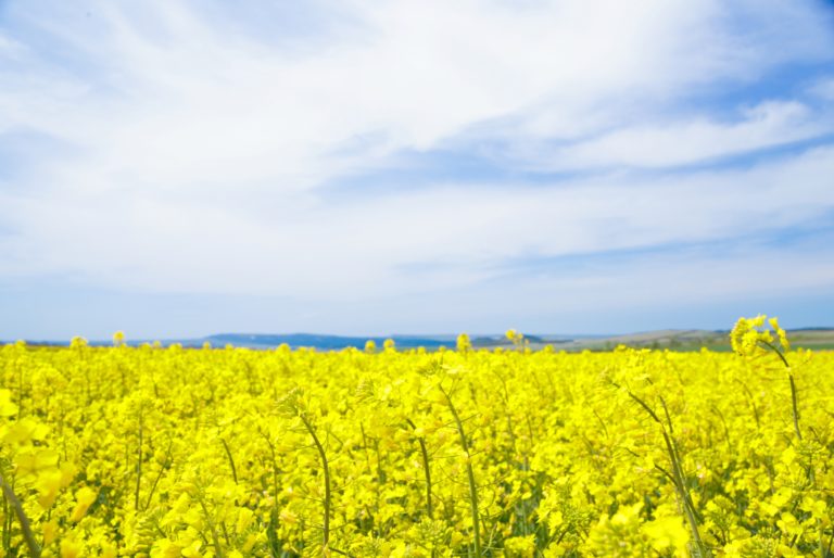 Lee más sobre el artículo Innovación y estrategia en el cultivo estrella de invierno