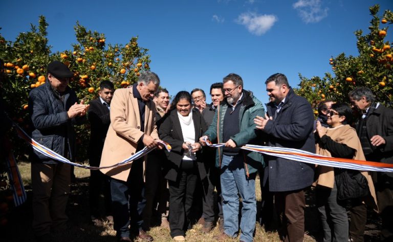 Lee más sobre el artículo Impulsan un seguro contra heladas para dar previsibilidad a la citricultura