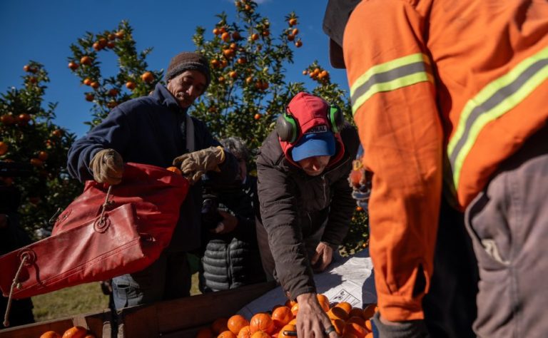 Lee más sobre el artículo La citricultura genera US$ 65 millones anuales y sustenta 15.000 empleos