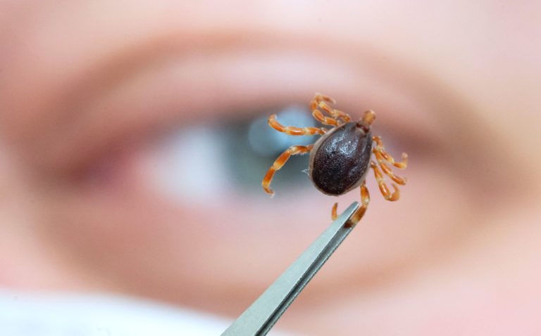 Lee más sobre el artículo El desafío de la garrapata y el rol del Veterinario