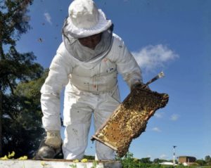Lee más sobre el artículo Récord de colza en Uruguay: el INIA publica una guía para optimizar el manejo apícola