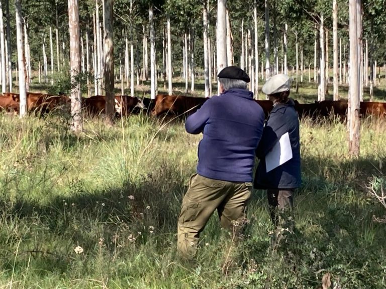 Lee más sobre el artículo Lanzan un foro virtual sobre silvopastoreo: la guía paso a paso para sumarse a la discusión