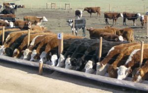 Lee más sobre el artículo El corral vino para quedarse