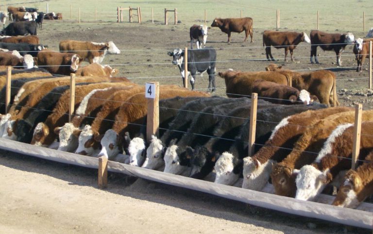 Lee más sobre el artículo El corral vino para quedarse