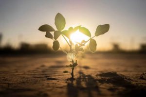 Lee más sobre el artículo El clima se prepara para jugar a favor de los cultivos de verano