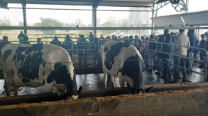Lee más sobre el artículo El negocio lechero presenta precios estables o a la baja, mientras Fonterra retoma la tendencia al alza