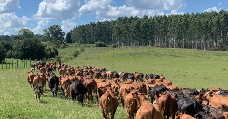 Lee más sobre el artículo Mercado de haciendas: firmeza generalizada y fuerte demanda impulsada por el clima