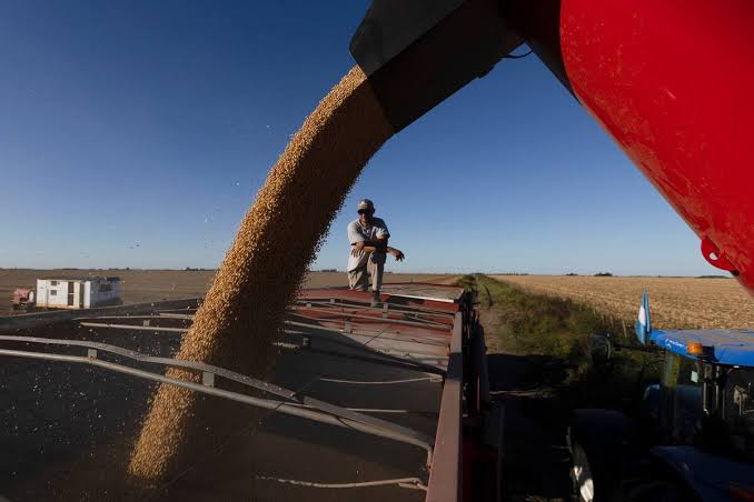 Lee más sobre el artículo Chicago en pausa: La soja consolida ganancias entre el alivio climático y una sólida demanda interna